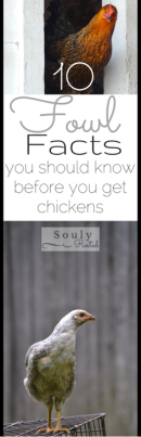 10-fowl-facts-2