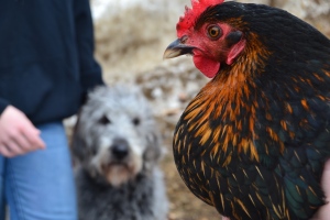 what you need to know about chickens
