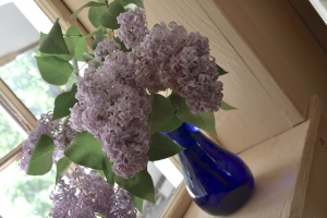 making syrup from lilacs