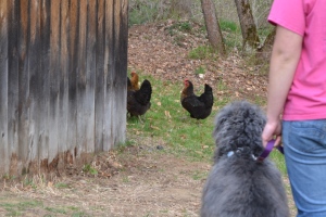 training a dog to be off leash around free-ranging birds