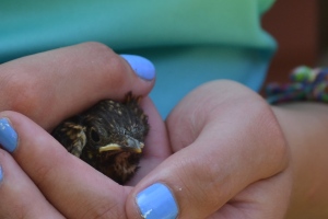 how to help a baby bird