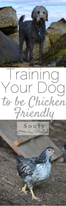 training-your-dog-to-be-chicken-friendly