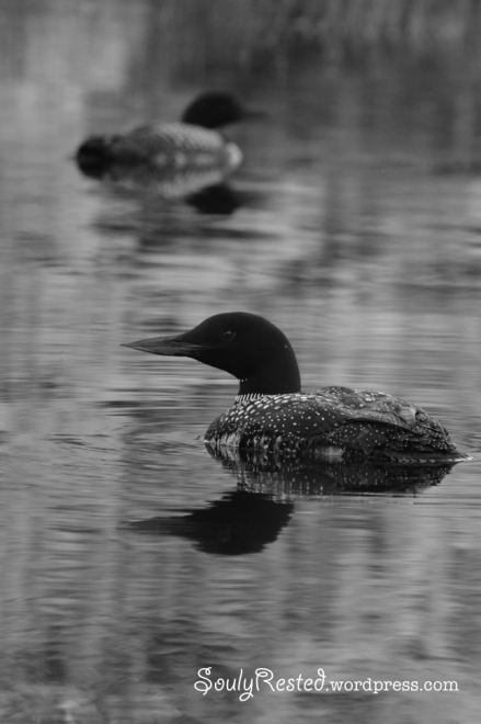 loons iambic dots and dashes
