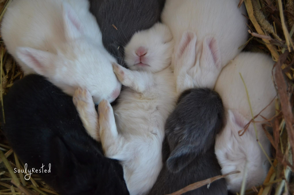 Baby bunnies on the farm