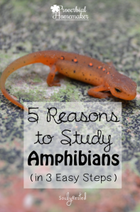 Study-Amphibians