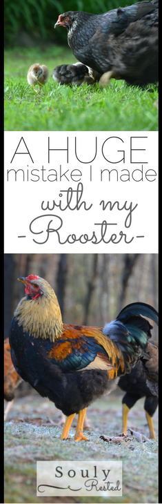 rooster-mistake